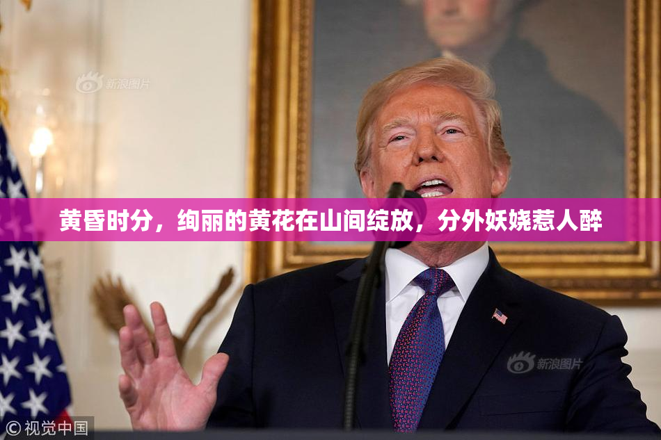 黄昏时分，绚丽的黄花在山间绽放，分外妖娆惹人醉