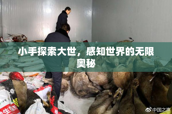 小手探索大世，感知世界的无限奥秘