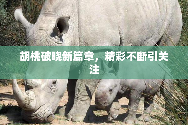 胡桃破晓新篇章，精彩不断引关注