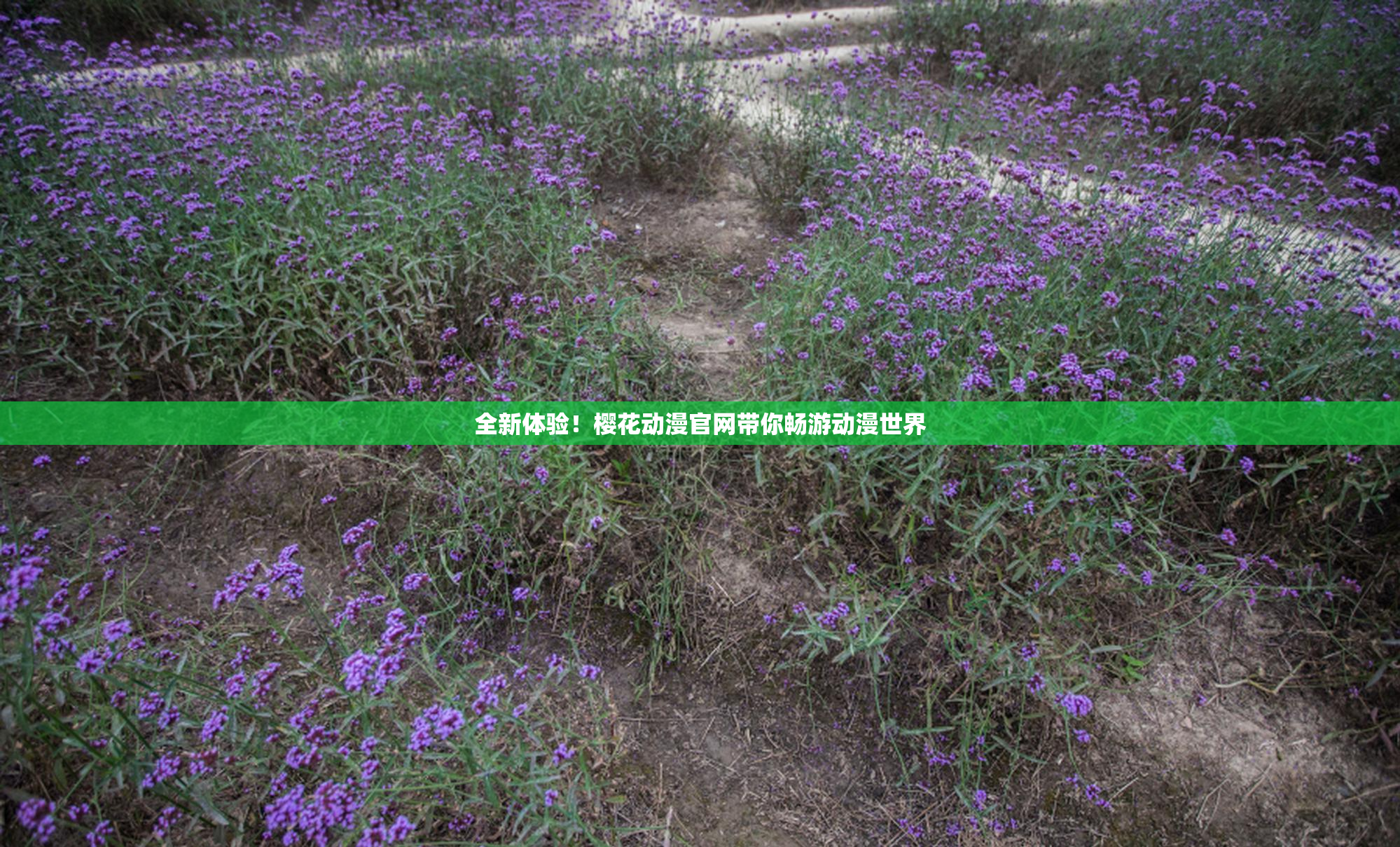 全新体验！樱花动漫官网带你畅游动漫世界