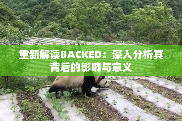 重新解读BACKED：深入分析其背后的影响与意义