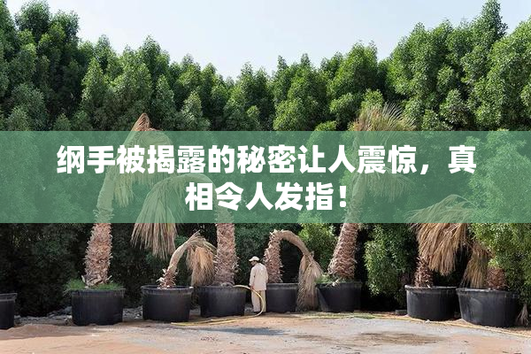 纲手被揭露的秘密让人震惊，真相令人发指！