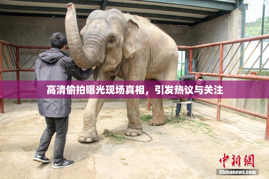 高清偷拍曝光现场真相，引发热议与关注