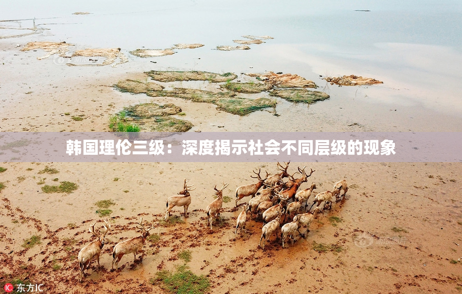 韩国理伦三级：深度揭示社会不同层级的现象