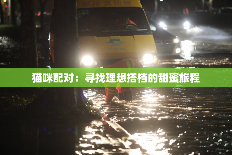 猫咪配对：寻找理想搭档的甜蜜旅程