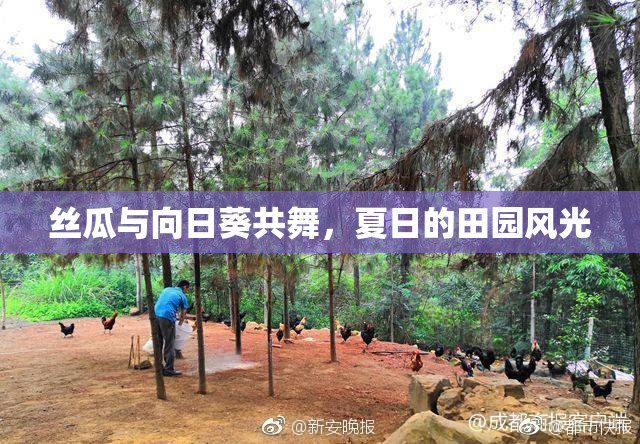 丝瓜与向日葵共舞，夏日的田园风光