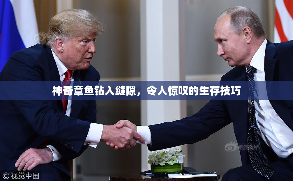 神奇章鱼钻入缝隙，令人惊叹的生存技巧