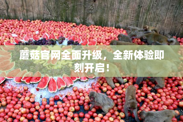 蘑菇官网全面升级，全新体验即刻开启！