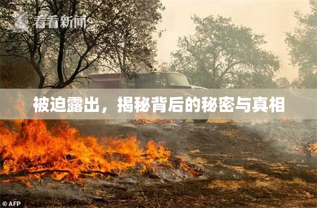 被迫露出，揭秘背后的秘密与真相