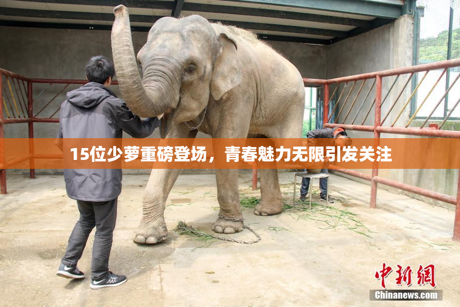 15位少萝重磅登场，青春魅力无限引发关注
