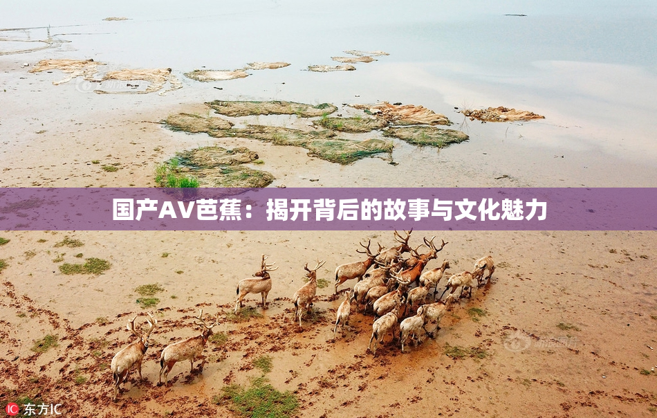 国产AV芭蕉：揭开背后的故事与文化魅力