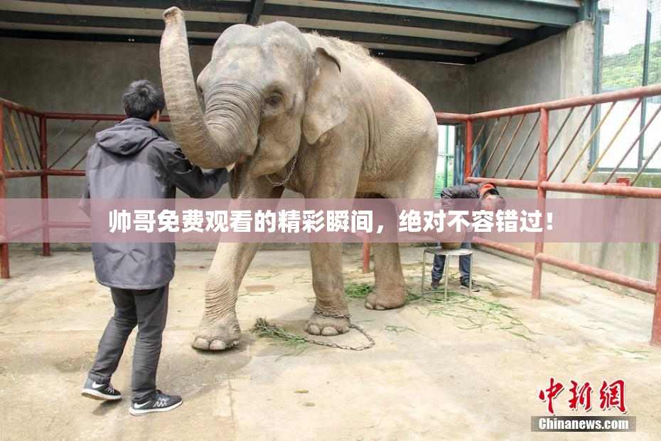 帅哥免费观看的精彩瞬间，绝对不容错过！