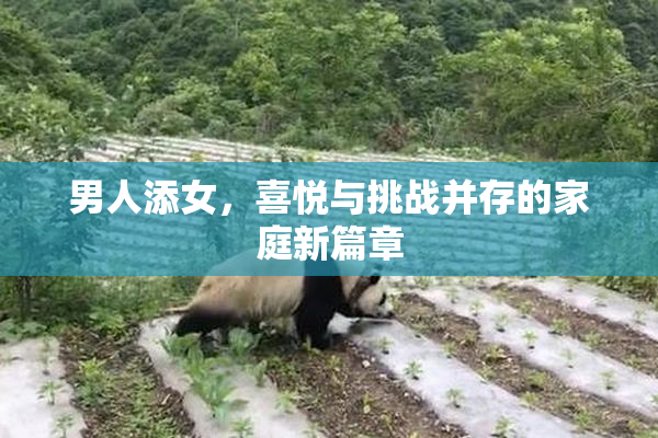 男人添女，喜悦与挑战并存的家庭新篇章