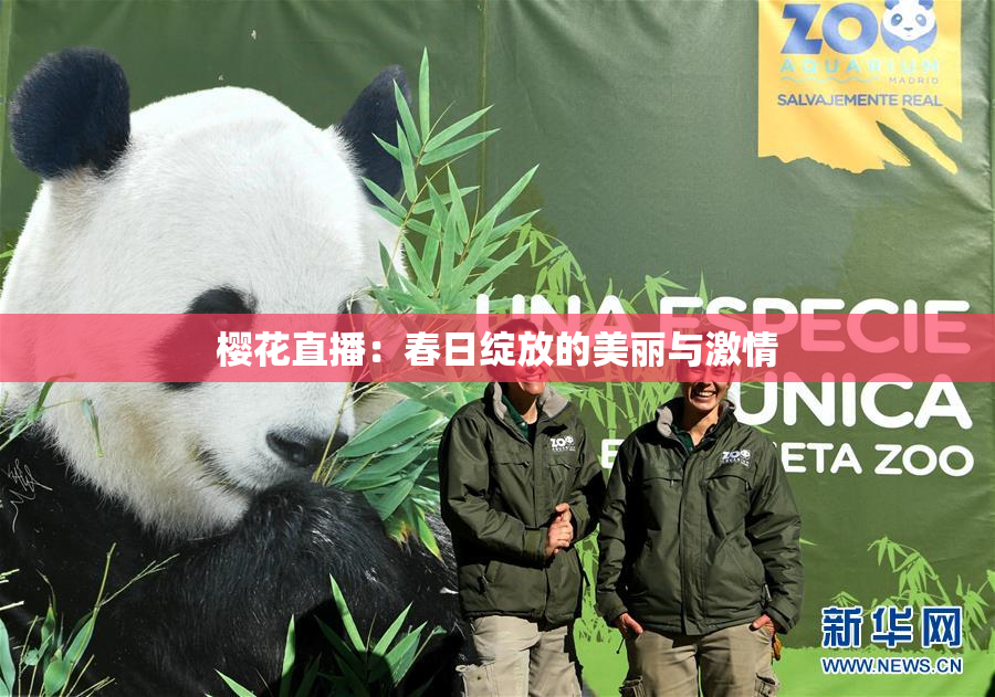 樱花直播：春日绽放的美丽与激情