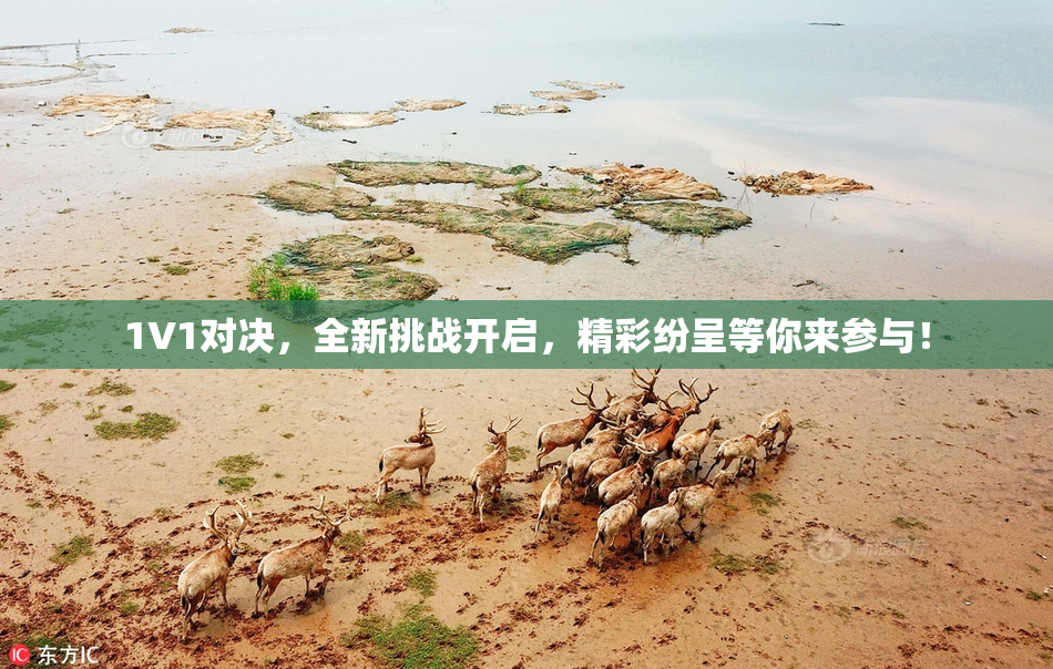 1V1对决，全新挑战开启，精彩纷呈等你来参与！
