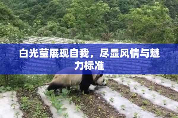 白光莹展现自我，尽显风情与魅力标准