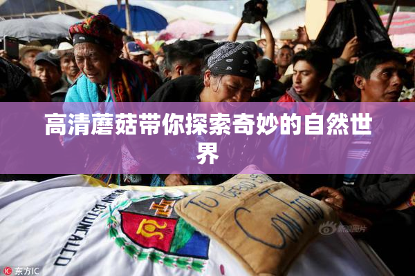 高清蘑菇带你探索奇妙的自然世界