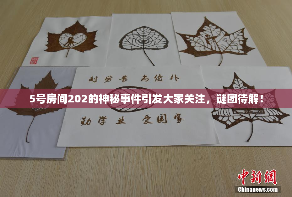 5号房间202的神秘事件引发大家关注，谜团待解！