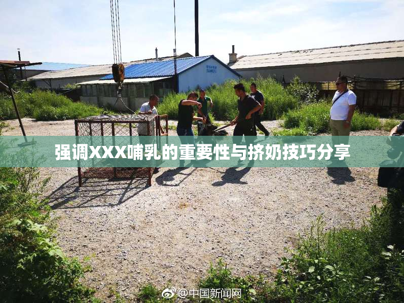 强调XXX哺乳的重要性与挤奶技巧分享