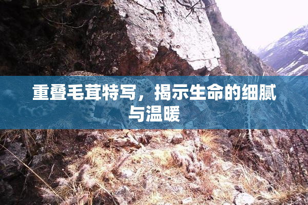 重叠毛茸特写，揭示生命的细腻与温暖