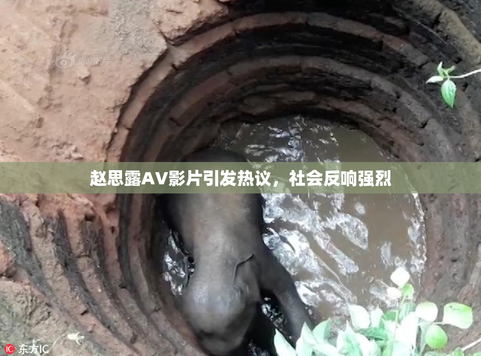 赵思露AV影片引发热议，社会反响强烈