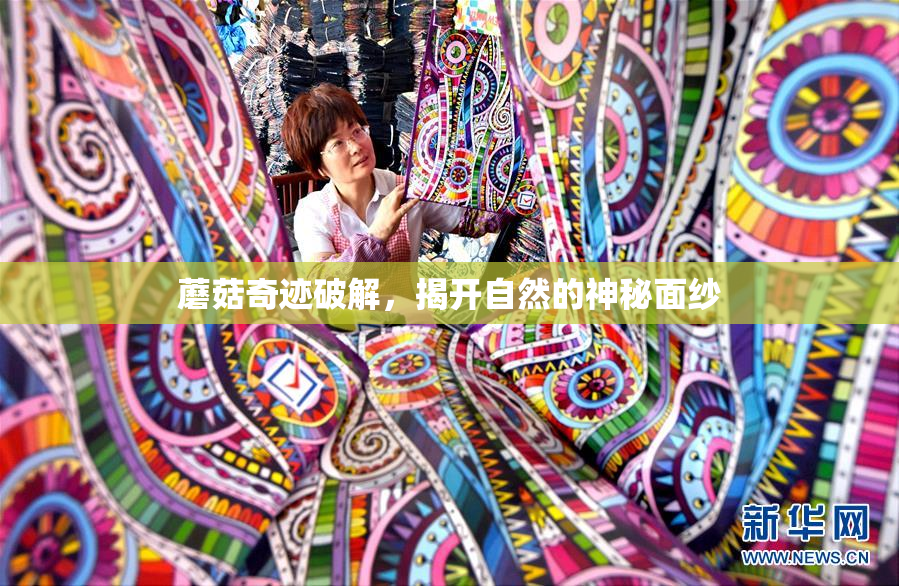 蘑菇奇迹破解，揭开自然的神秘面纱