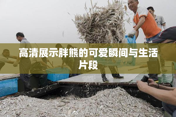 高清展示胖熊的可爱瞬间与生活片段