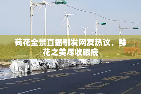 荷花全景直播引发网友热议，鲜花之美尽收眼底