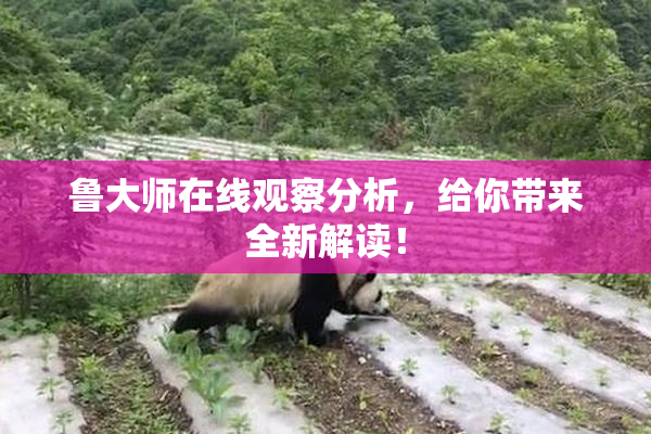 鲁大师在线观察分析，给你带来全新解读！