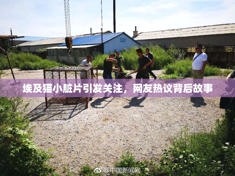 埃及猫小脏片引发关注，网友热议背后故事