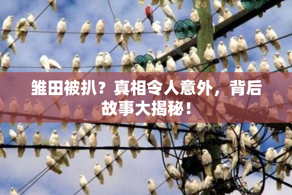 雏田被扒？真相令人意外，背后故事大揭秘！