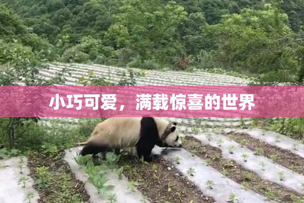 小巧可爱，满载惊喜的世界