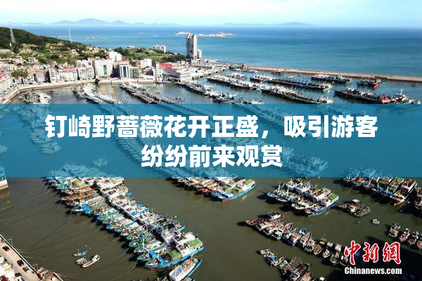 钉崎野蔷薇花开正盛，吸引游客纷纷前来观赏