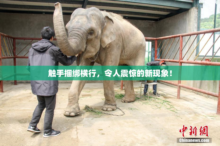 触手捆绑横行，令人震惊的新现象！