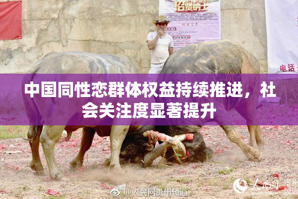 中国同性恋群体权益持续推进，社会关注度显著提升