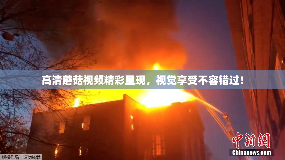 高清蘑菇视频精彩呈现，视觉享受不容错过！