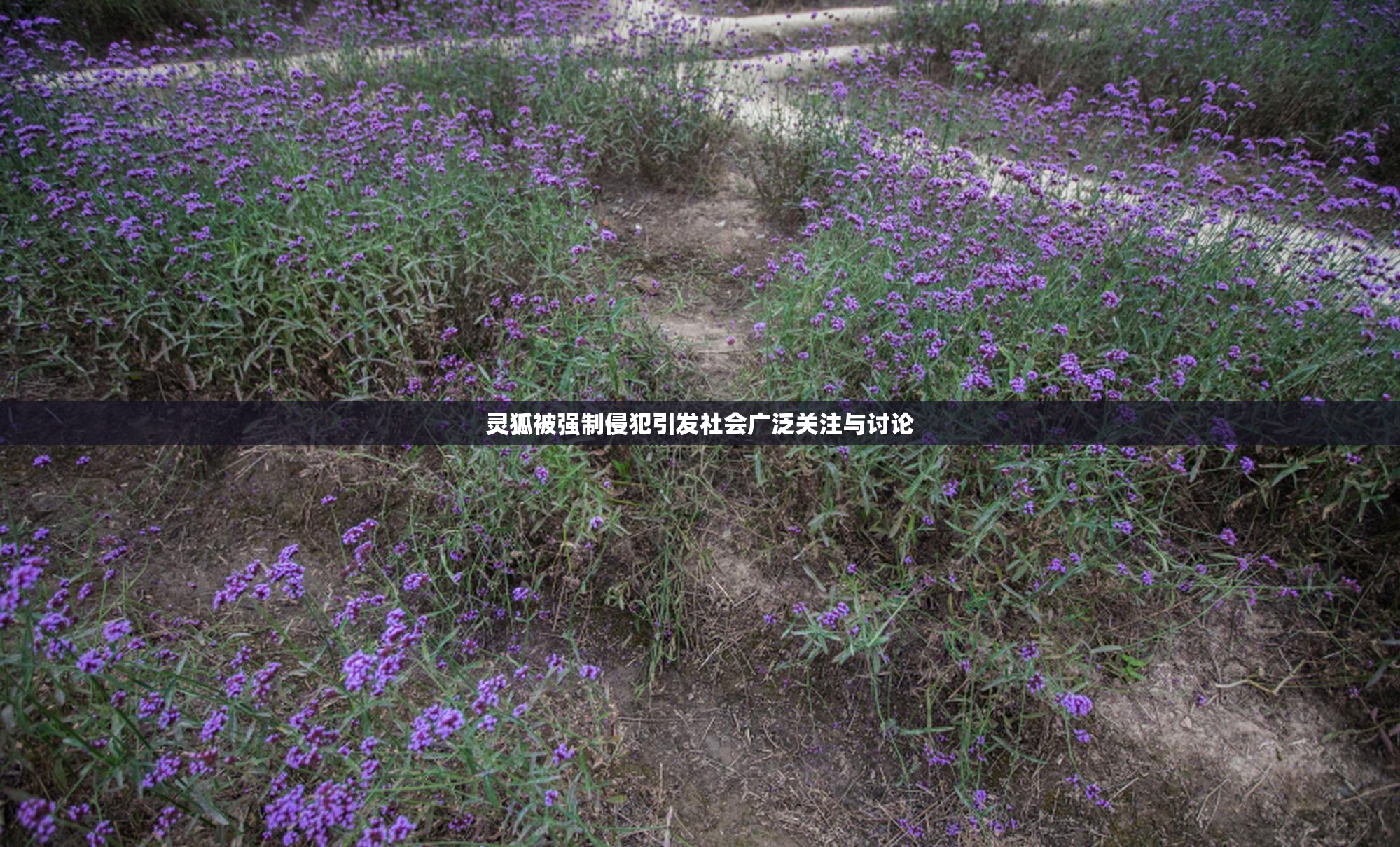 灵狐被强制侵犯引发社会广泛关注与讨论