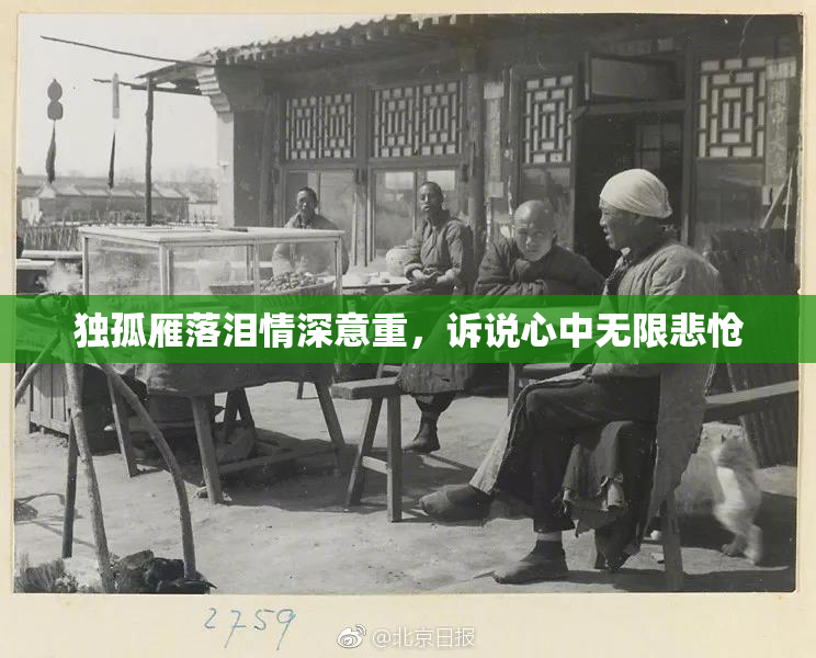 独孤雁落泪情深意重，诉说心中无限悲怆
