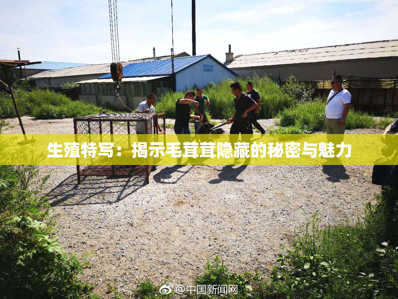 生殖特写：揭示毛茸茸隐藏的秘密与魅力
