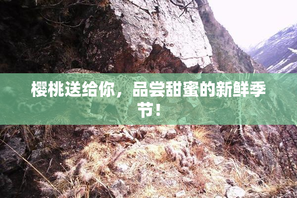 樱桃送给你，品尝甜蜜的新鲜季节！