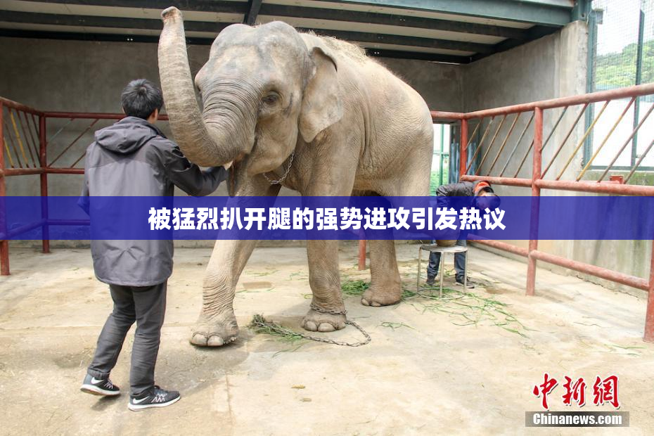 被猛烈扒开腿的强势进攻引发热议
