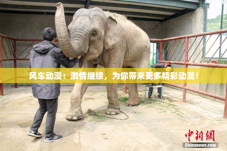 风车动漫：激情继续，为你带来更多精彩动漫！