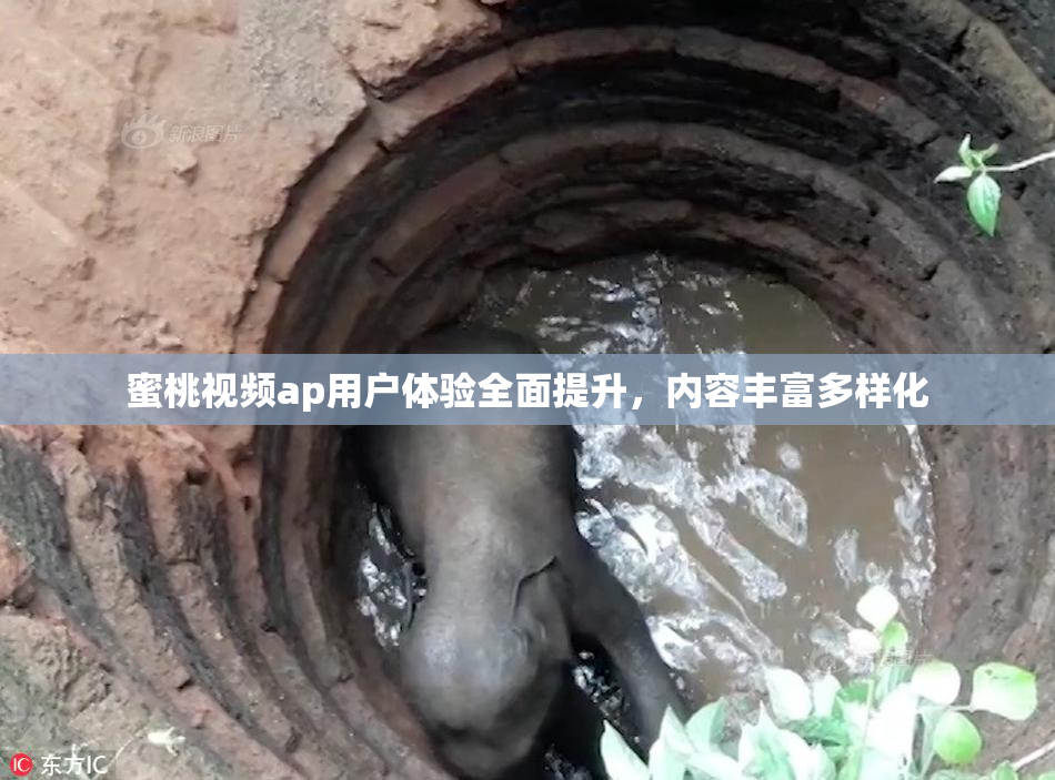 蜜桃视频ap用户体验全面提升，内容丰富多样化