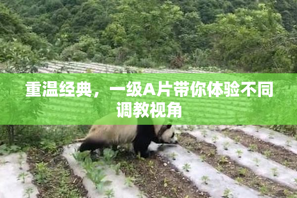 重温经典，一级A片带你体验不同调教视角