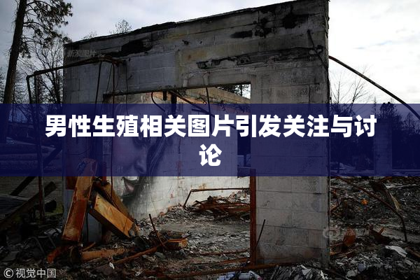 男性生殖相关图片引发关注与讨论