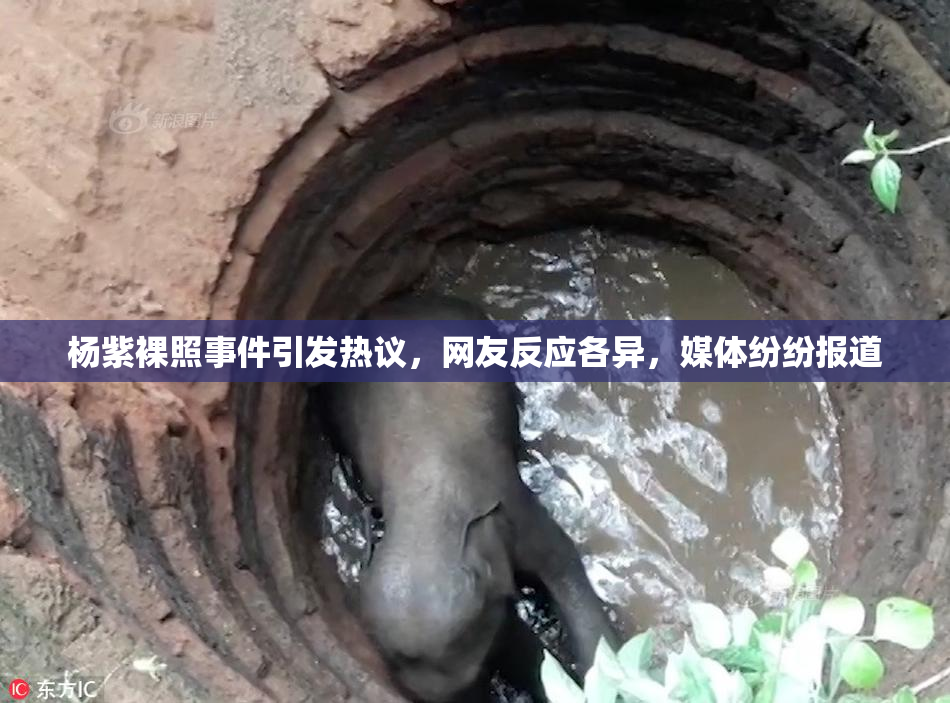 杨紫裸照事件引发热议，网友反应各异，媒体纷纷报道