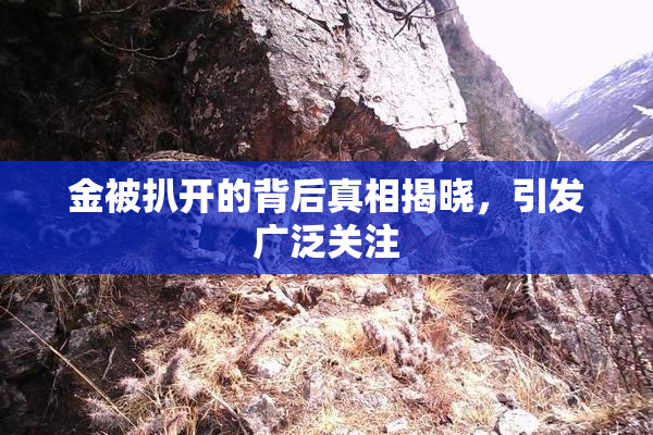 金被扒开的背后真相揭晓，引发广泛关注