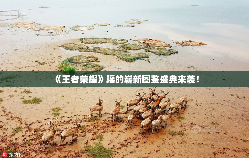 《王者荣耀》瑶的崭新图鉴盛典来袭！