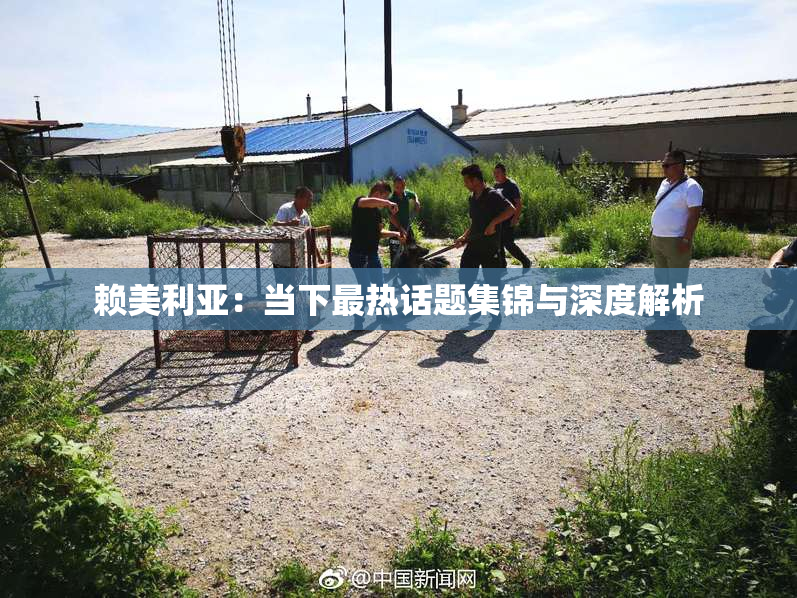 赖美利亚：当下最热话题集锦与深度解析