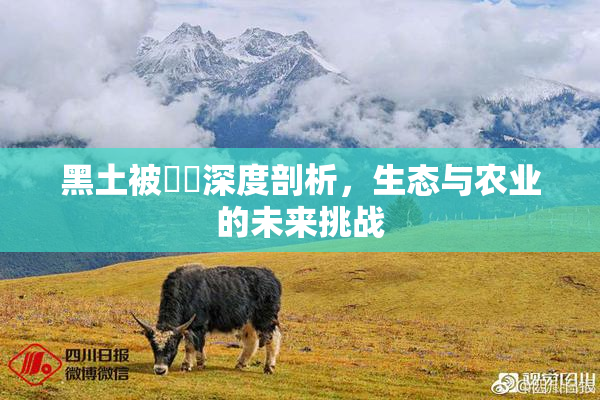 黑土被❌‌深度剖析，生态与农业的未来挑战
